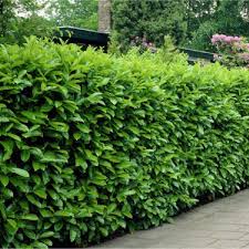 Fast Growing Shrubs and Bushes To Create Privacy