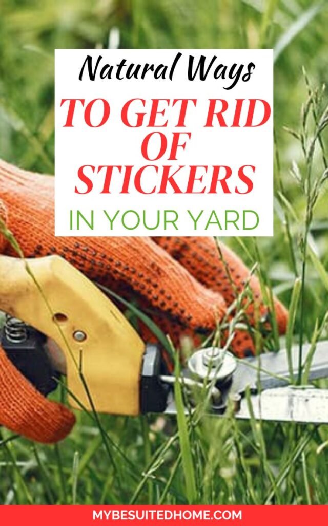 15 Natural Ways To Get Rid Of Stickers In Your Yard