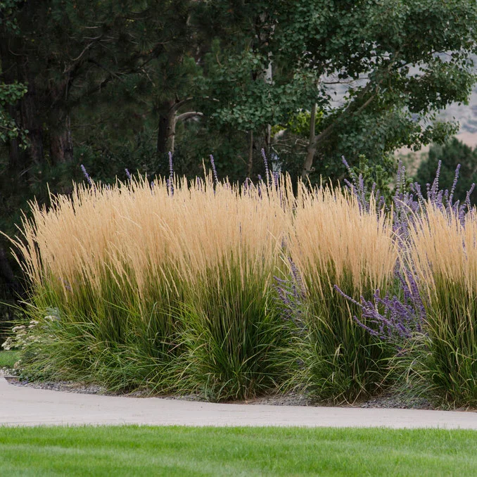 Best Tall Ornamental Grasses for Privacy