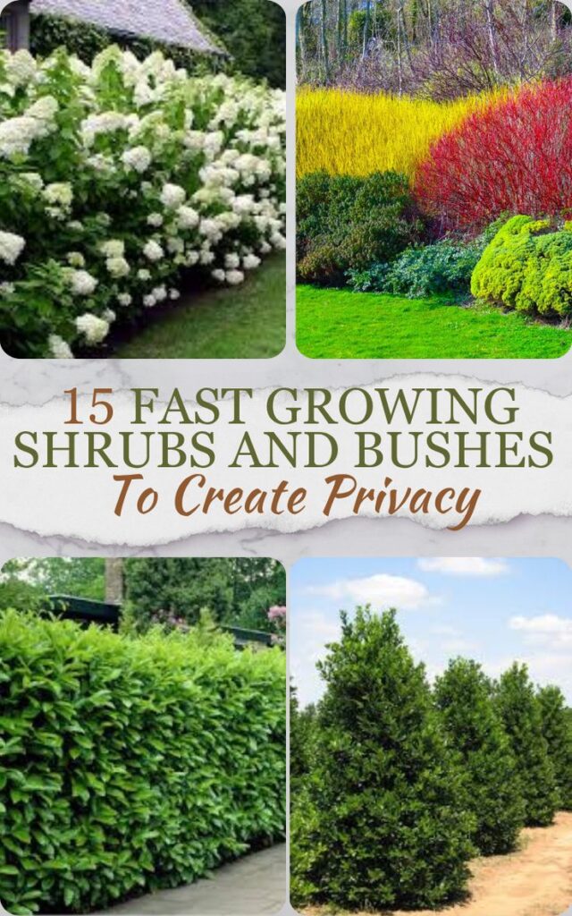 Fast Growing Shrubs and Bushes To Create Privacy in Your Backyard