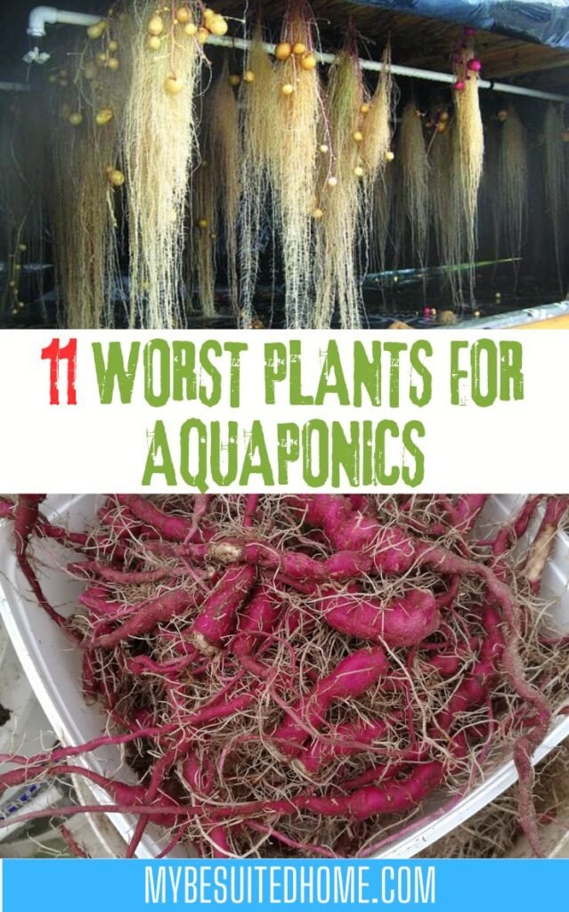 Worst Plants for Aquaponics