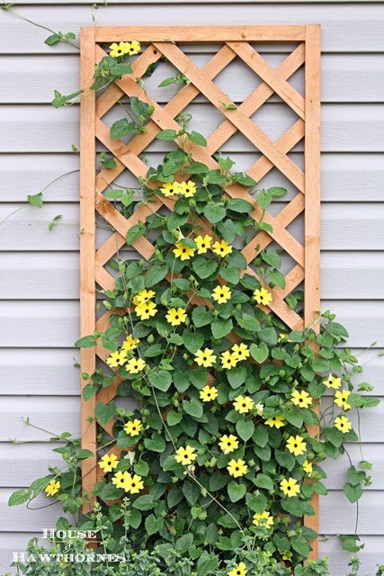 Best Climbing Plants for Trellis