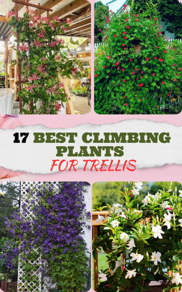 Best Climbing Plants for Trellis