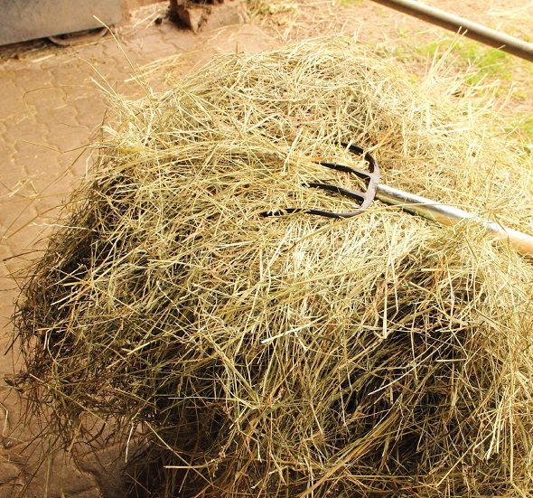 Amazing Things You Can Do With Grass Clippings