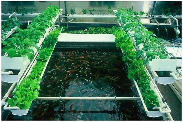 Hydroponics vs. Aquaponics