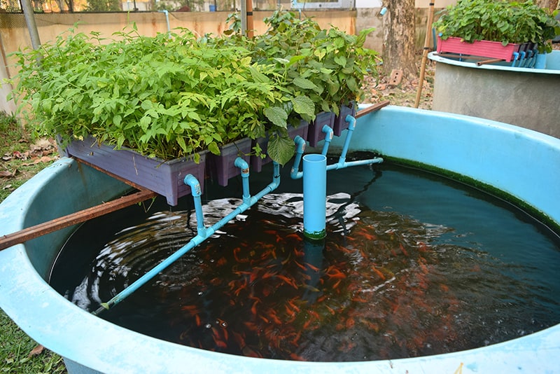 Hydroponics vs. Aquaponics