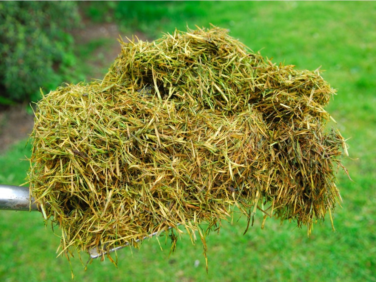 Best Homemade Fertilizers For Grass Lawn