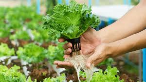 Hydroponics vs. Aquaponics