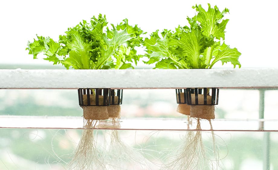 Hydroponics vs. Aquaponics