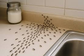 How to Make Natural Ant Killer Without Borax