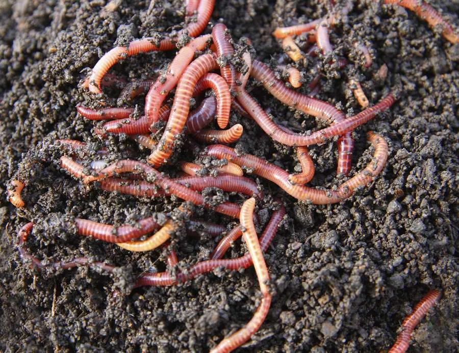 How to Start Worm Farms for Beginners