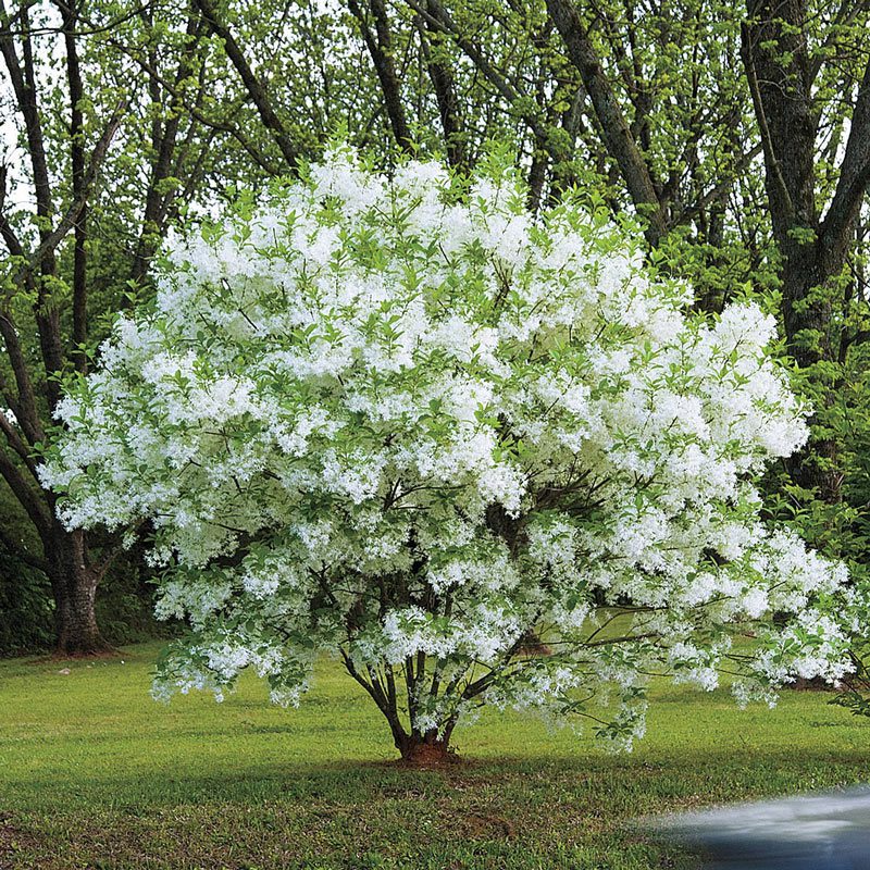 Best Shade Trees for Small Yards Zone 8