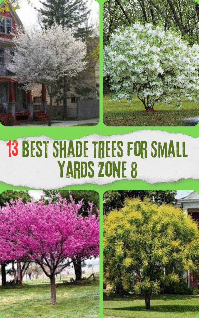 13 Best Shade Trees for Small Yards Zone 8