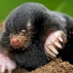 How to Get Rid of Moles in Yard Naturally Using Dawn Soap and Castor Oil