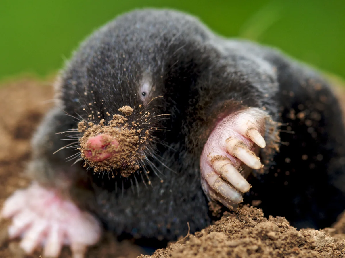 How to Get Rid of Moles in Yard Naturally Using Dawn Soap and Castor Oil