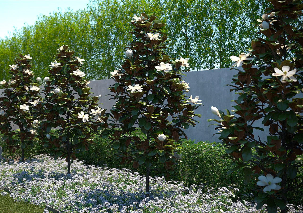 13 Small Trees With Non-Invasive Roots For Front Yard Or Backyard - My ...