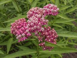 Native Plants Landscaping Ideas for Northeast
