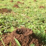 How To Get Rid of Ant Hills Easily