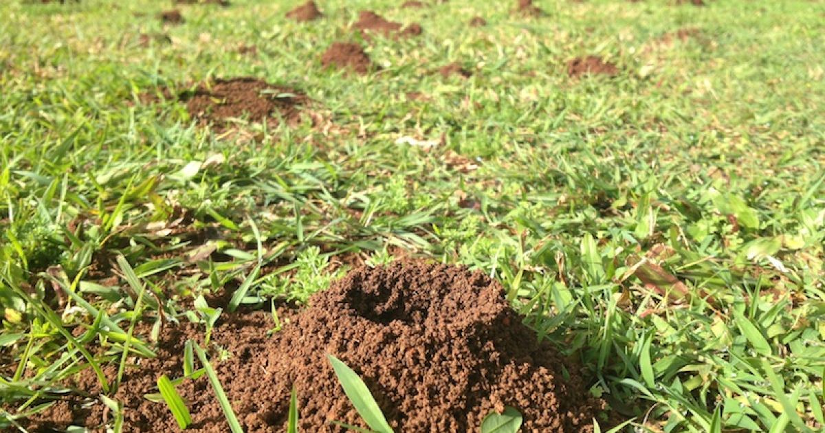 How To Get Rid of Ant Hills Easily