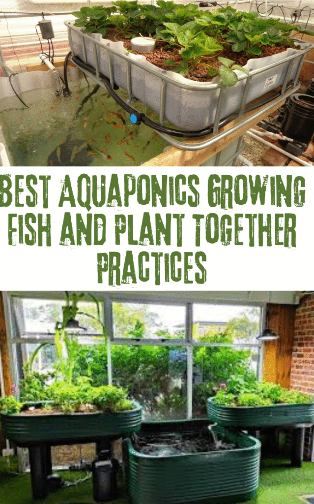 Best Aquaponics Growing Fish and Plant Together Practices