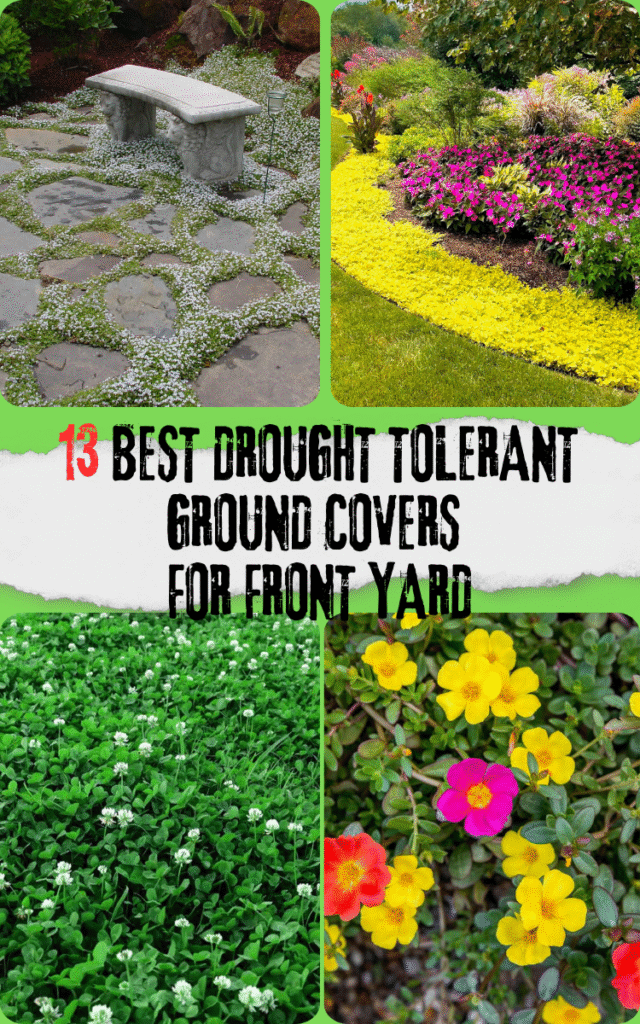 Best Drought Tolerant Ground Covers for Front Yard