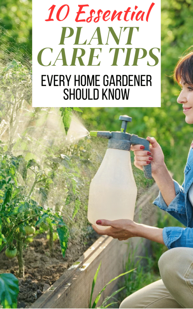 10 Essential Plant Care Tips Every Home Gardener Should Know
