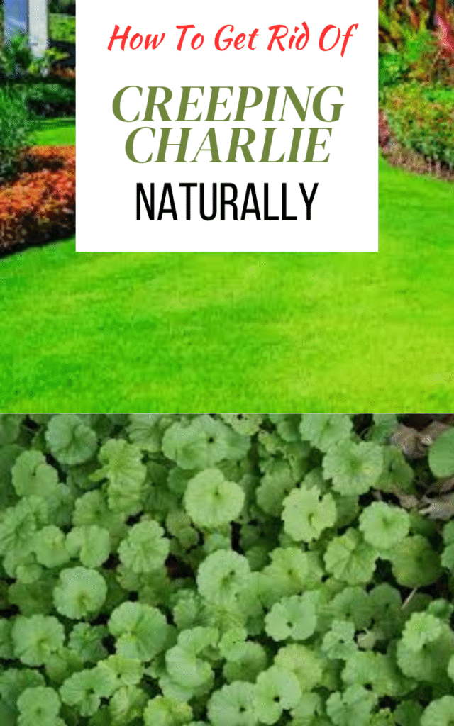 How To Get Rid Of Creeping Charlie Naturally