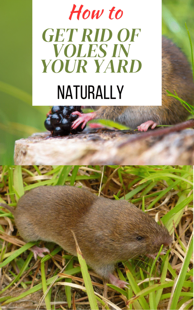 How To Get Rid Of Voles In Your Yard