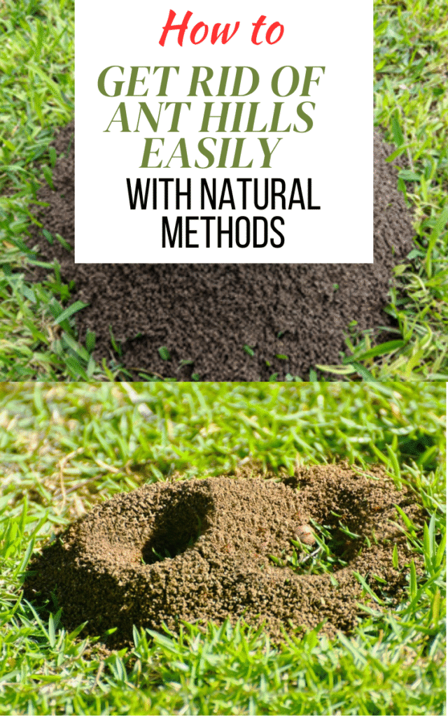How To Get Rid of Ant Hills Easily