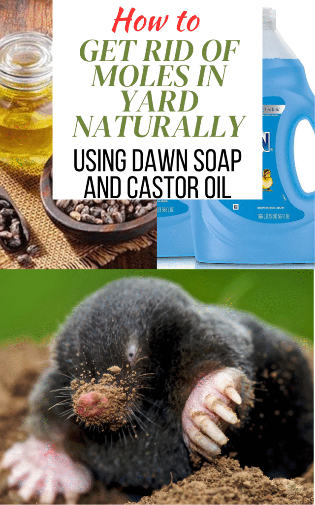 How to Get Rid of Moles in Yard Naturally Using Dawn Soap and Castor Oil