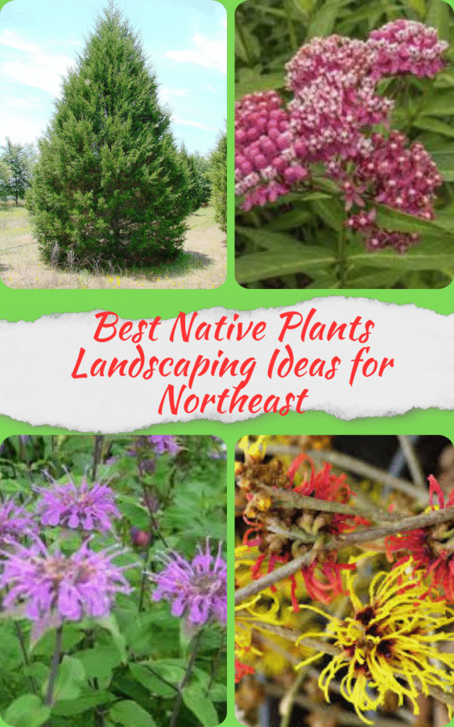 Native Plants Landscaping Ideas for Northeast