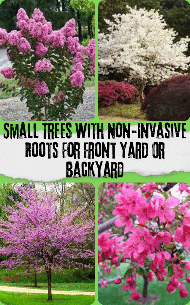 Small Trees With Non-Invasive Roots For Front Yard Or Backyard