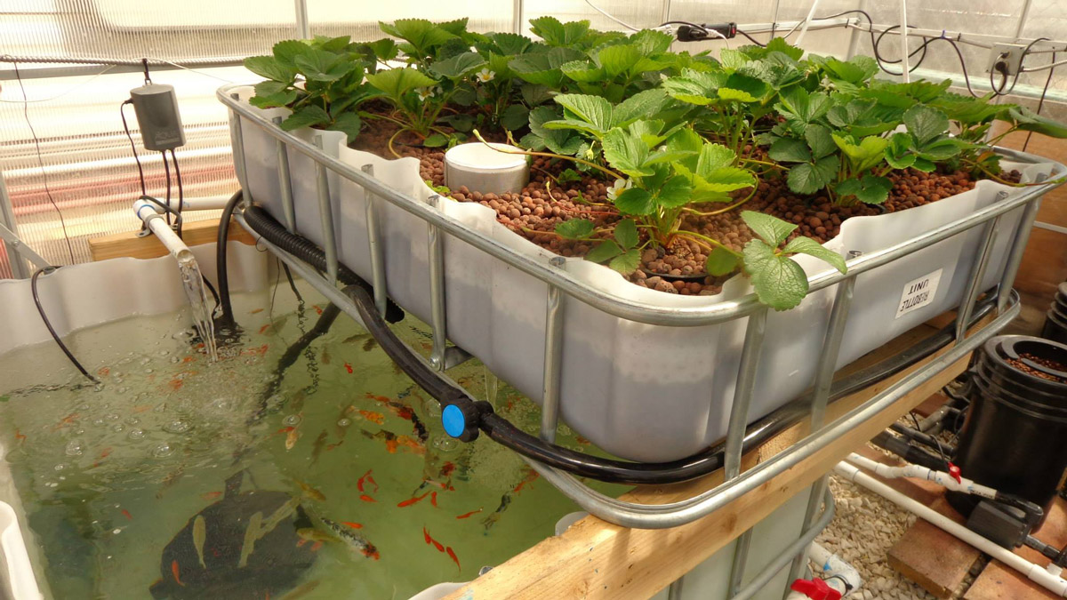 Best Aquaponics Growing Fish and Plant Together Practices