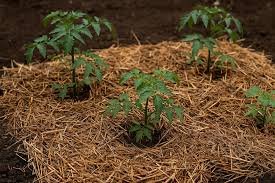 Simple Ways to Improve Your Garden’s Soil Health Naturally