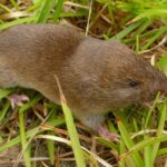 How To Get Rid Of Voles In Your Yard