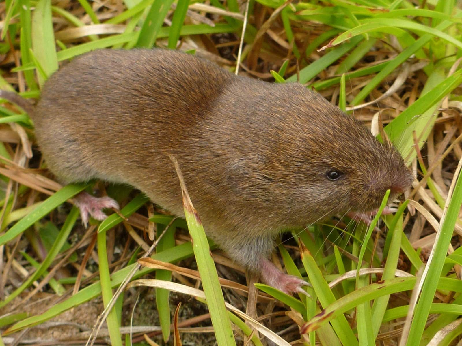 How To Get Rid Of Voles In Your Yard