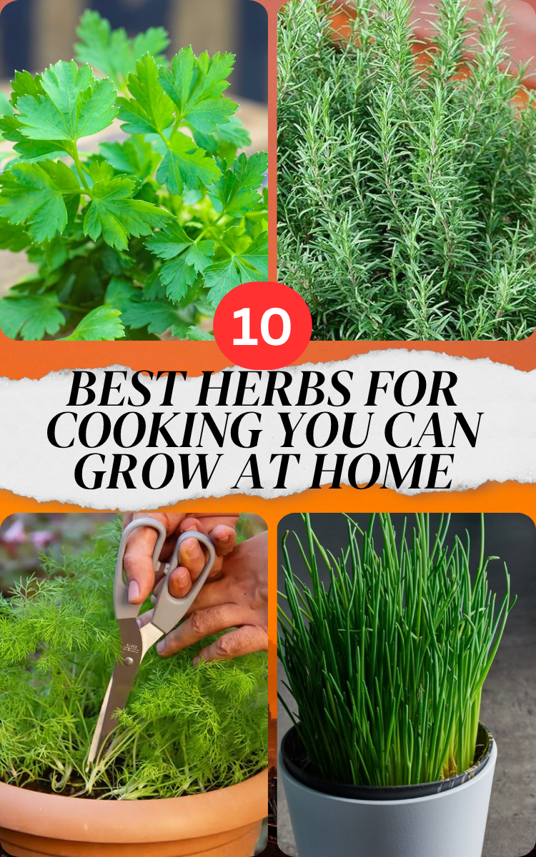 10 Best Herbs For Cooking You Can Grow At Home - My Besuited Home