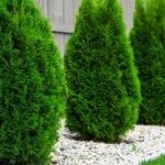 How to Choose the Right Shrubs for the Front of Your House