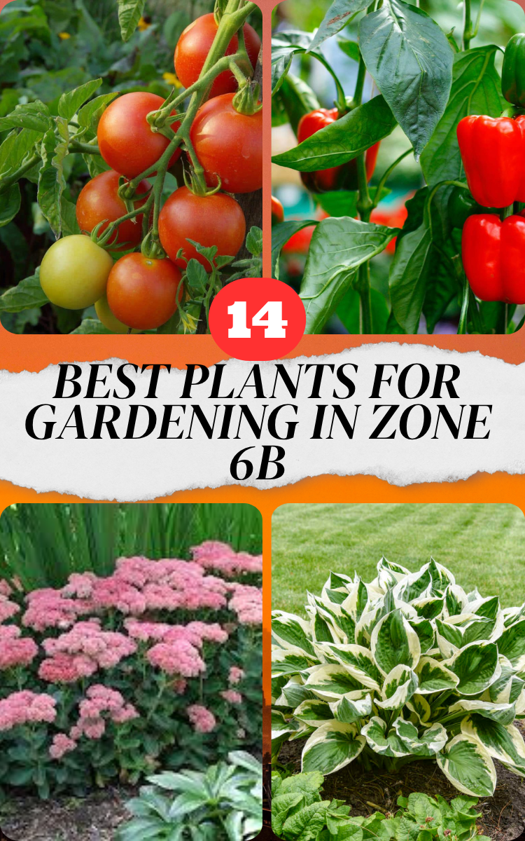 14 Best Plants For Gardening In Zone 6b (Complete Planting Guide) - My ...