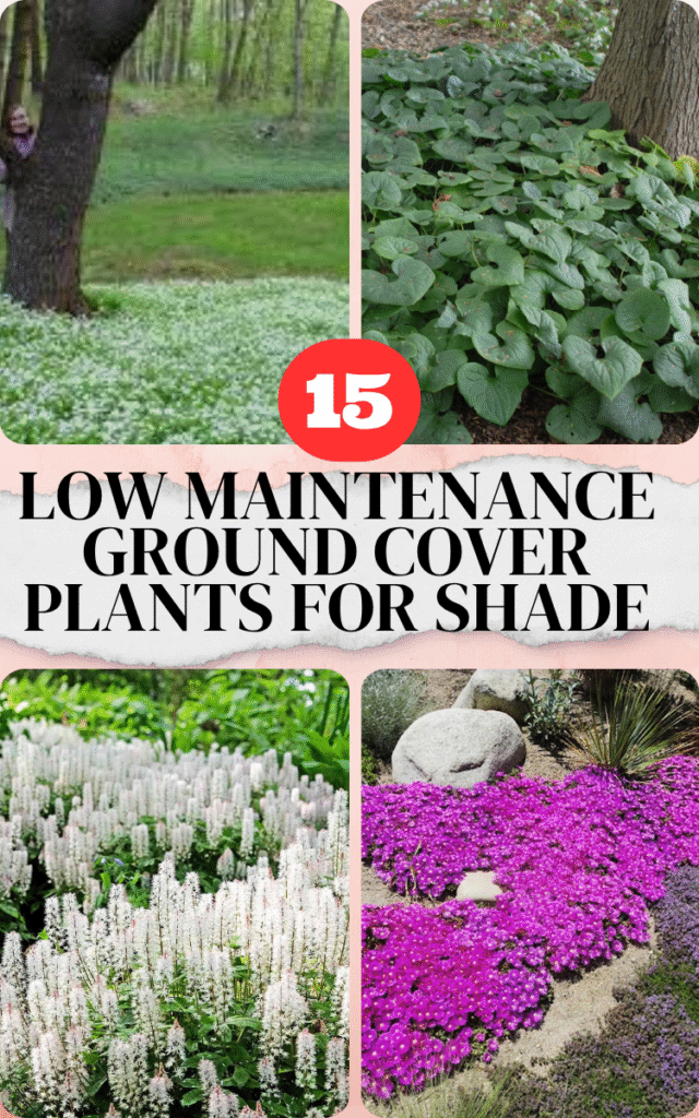 15 Low Maintenance Ground Cover Plants For Shade