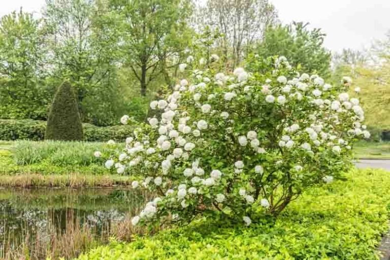 16 Best Shrubs And Foundation Plants For Front Of House To Boost Your ...