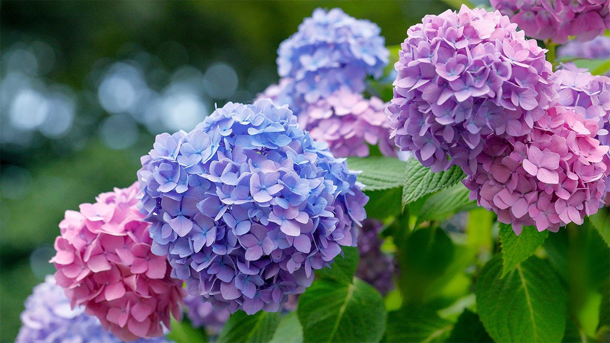 16 Best Shrubs And Foundation Plants For Front Of House To Boost Your ...