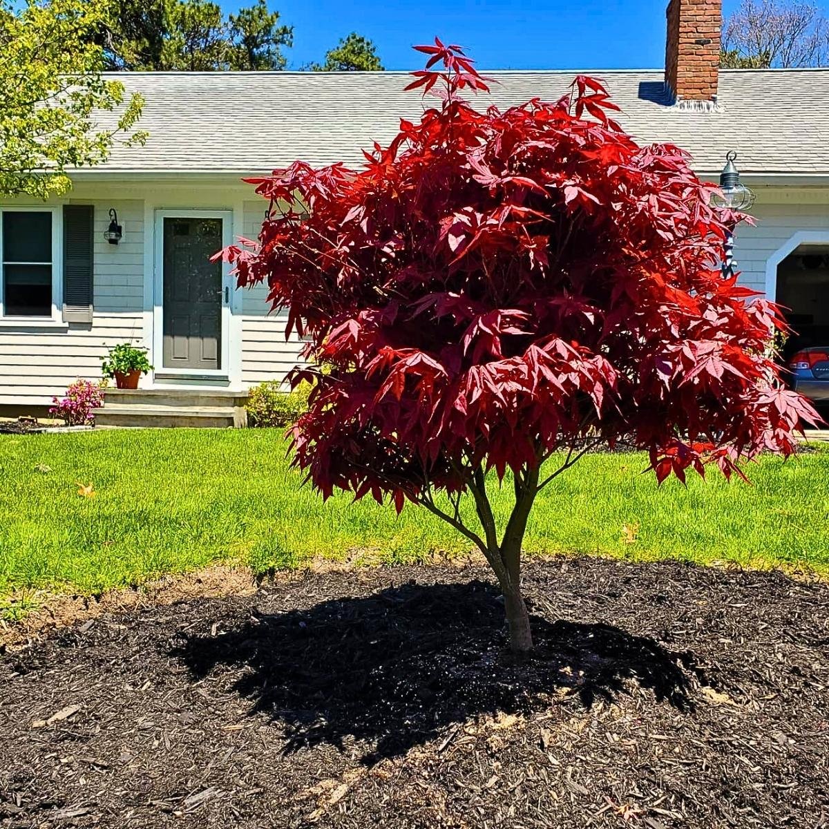 16 Best Shrubs And Foundation Plants For Front Of House To Boost Your ...