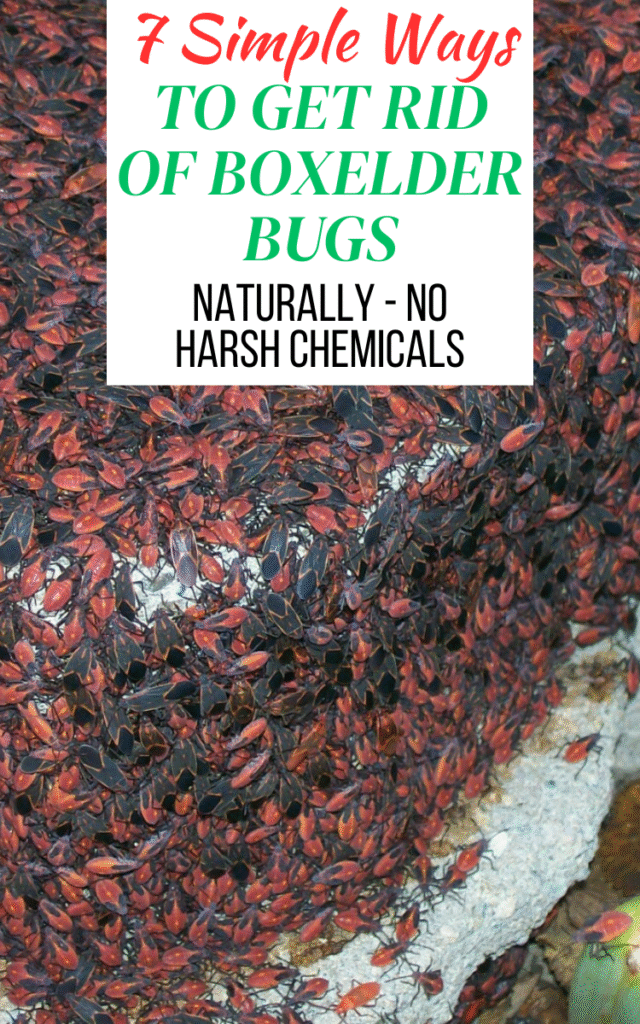 7 Ways To Get Rid Of Boxelder Bugs Naturally