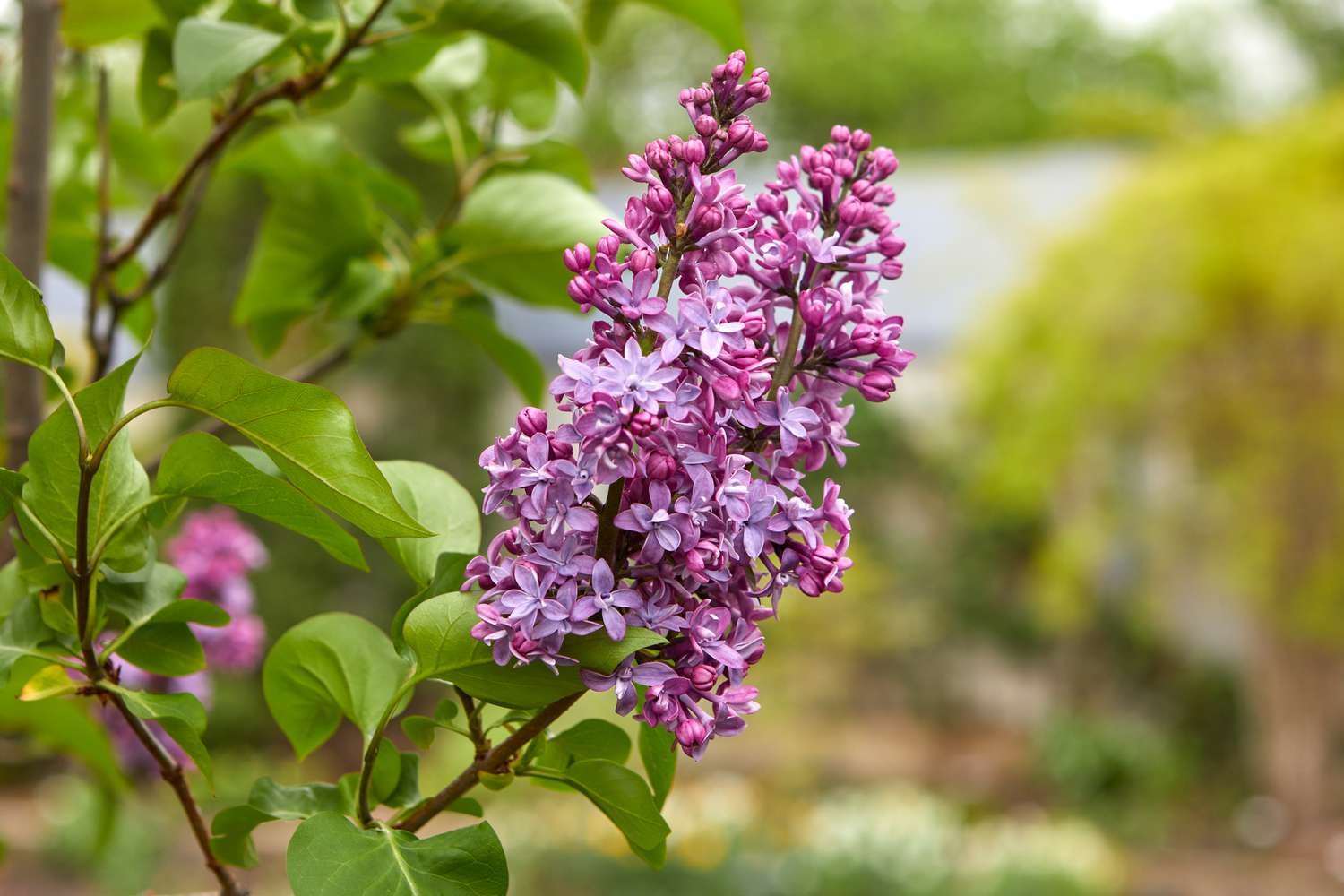 16 Best Shrubs And Foundation Plants For Front Of House To Boost Your ...