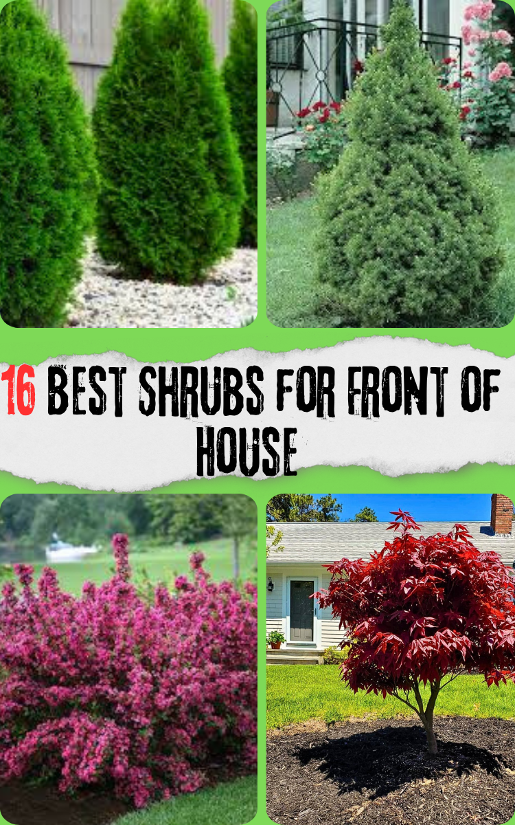 16 Best Shrubs And Foundation Plants For Front Of House To Boost Your ...