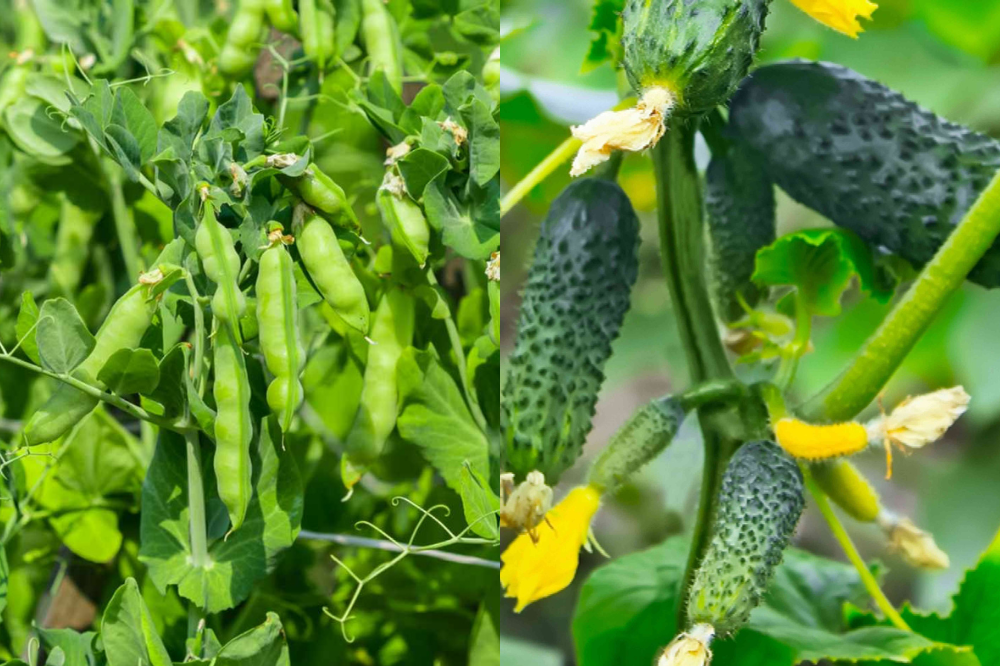 Companion Gardening: 11 Plants to Combine with Cucumbers for Best Growth