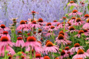 14 Best Plants For Gardening In Zone 6b (Complete Planting Guide) - My ...