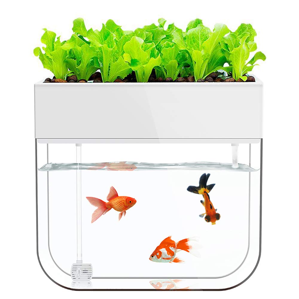 How Long to Cycle an Aquaponics System Before Planting