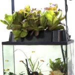 Cheap Aquaponics Systems for Home Under $200